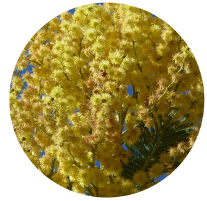 Acacia | plant