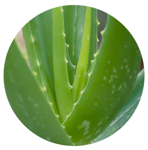 Aloe | plant
