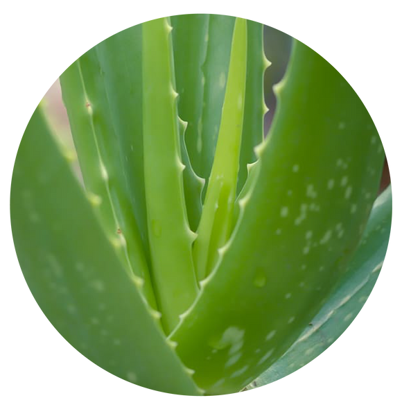 Aloe | plant