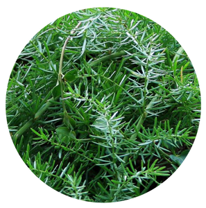 Asparagus Root | herb