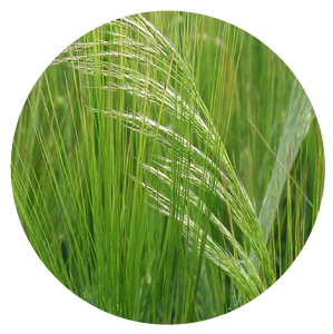 Barley Grass | plant