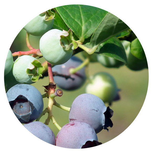 Bilberry Extract | plant
