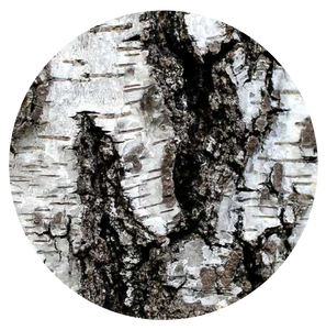 Birch Bark | plant