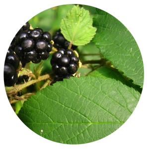 Blackberry Leaf | plant