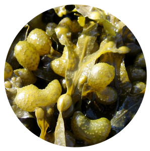 Bladderwrack | plant