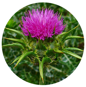 Blessed Thistle | plant