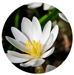 Blood Root | plant