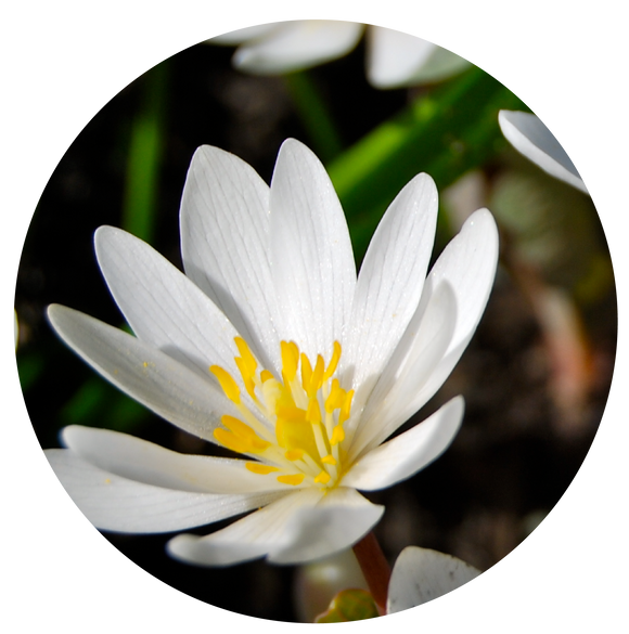 Blood Root | plant