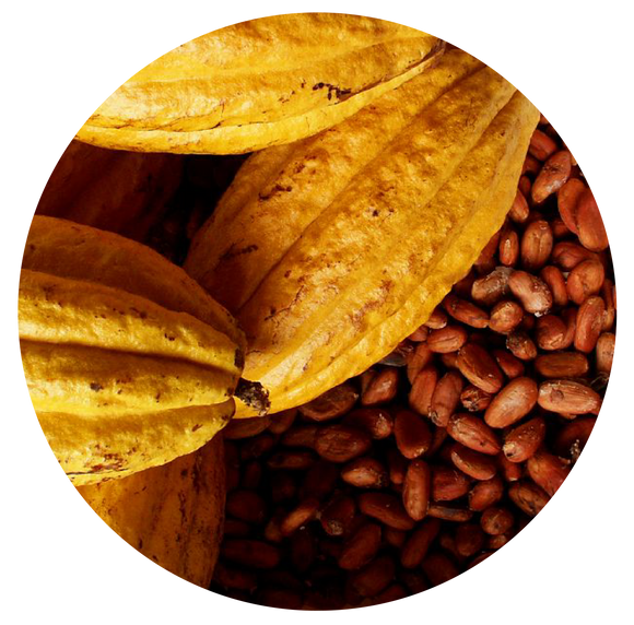 Cacao | plant