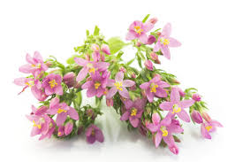 Centaury | plant