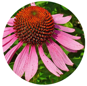 Echinacea Root | plant